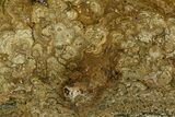 Polished Miocene Stromatolite (Chlorellopsis) - Crimea #362975-1